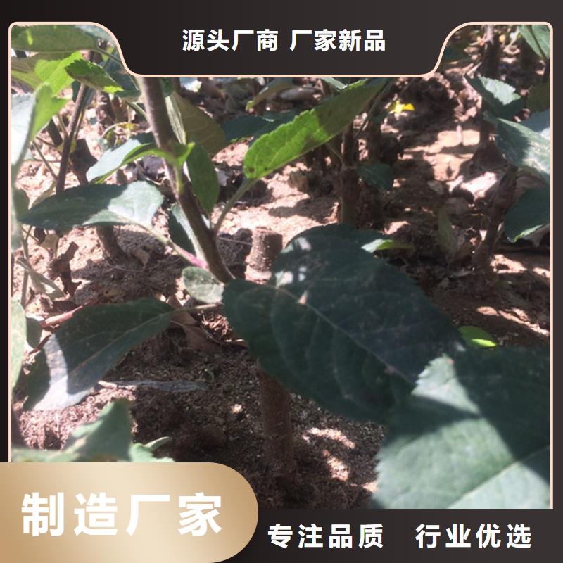 苹果3公分软籽石榴苗应用领域制造厂家