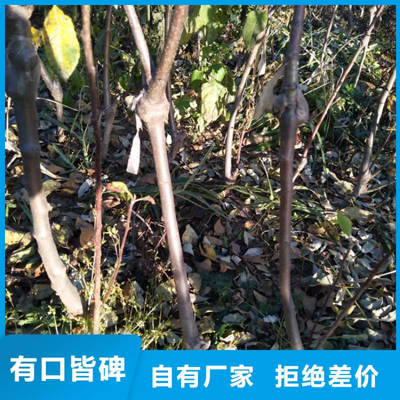 苹果石榴树自有生产工厂当地厂家