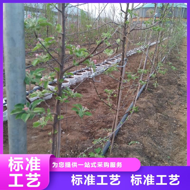 【苹果,桃树苗价格合理】产地批发