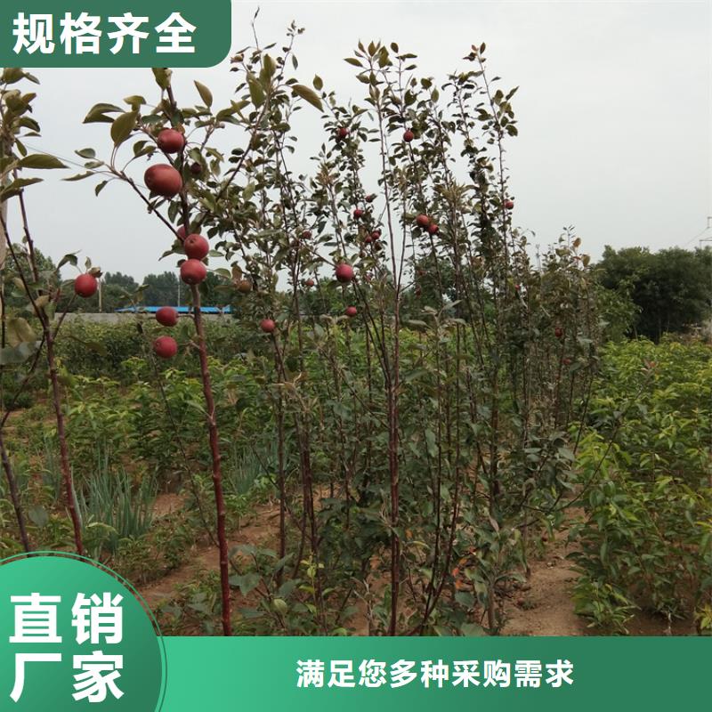 【苹果】石榴树专业的生产厂家同城公司