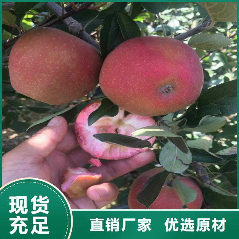 【苹果,无花果苗厂家精选】从源头保证品质