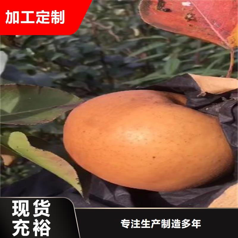 梨树蓝莓苗性能稳定海量货源