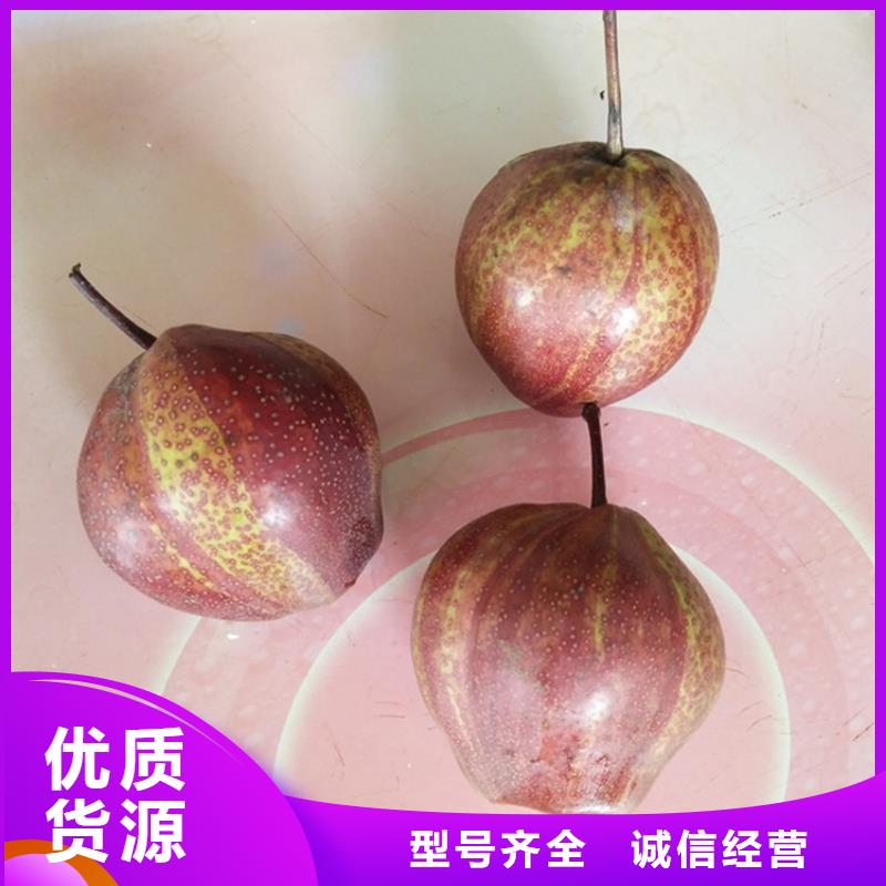 梨树【杏树苗】安装简单产地直供