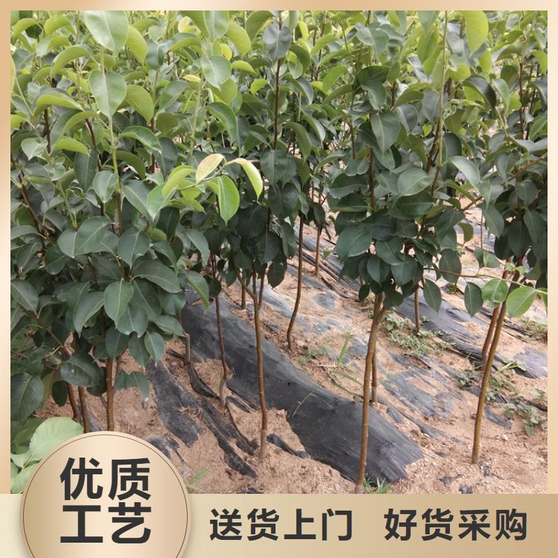 梨树蓝莓苗源厂直接供货产地厂家直销