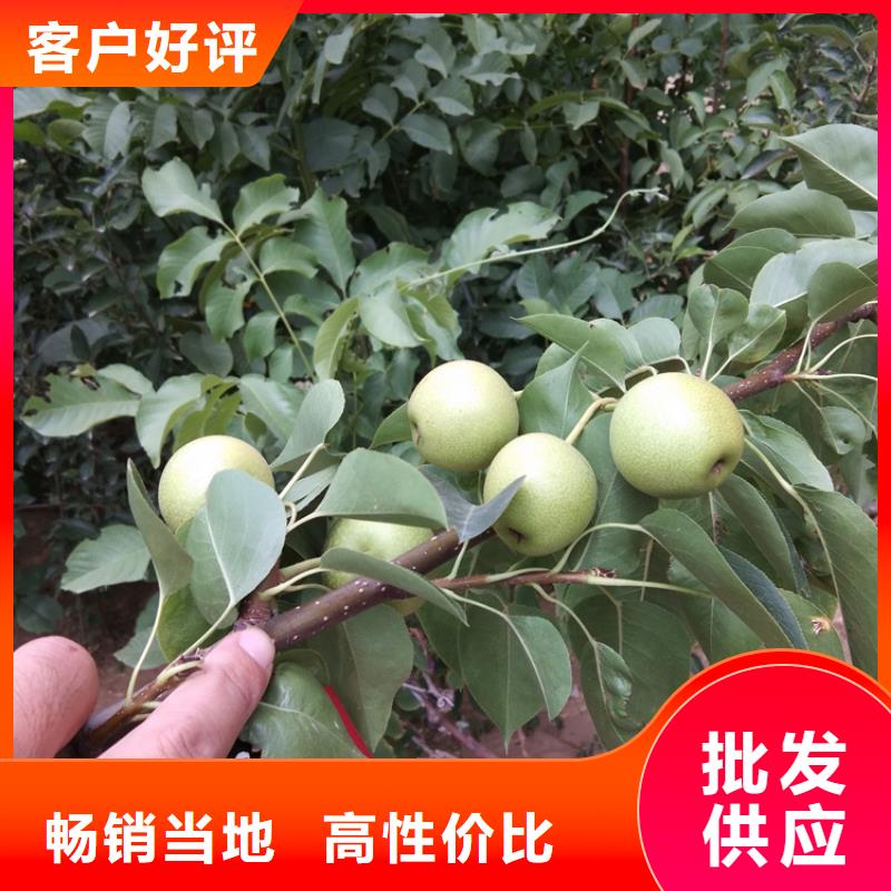 【梨树】_苹果苗服务至上放心购