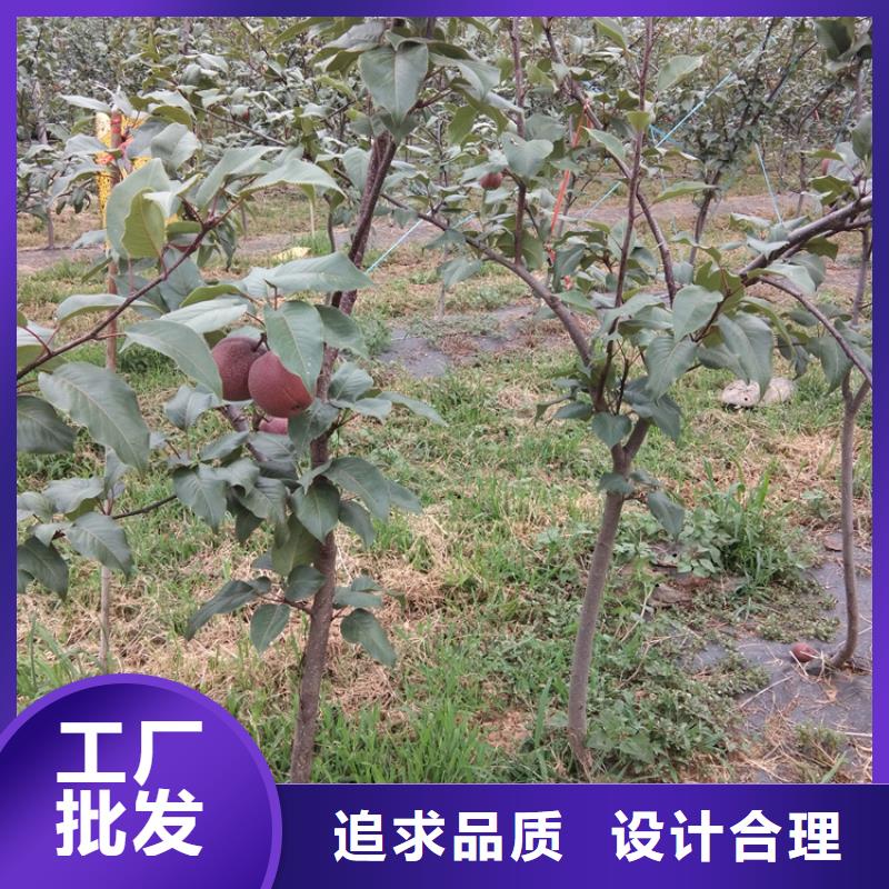 梨树_杏树苗专业生产厂家定金锁价