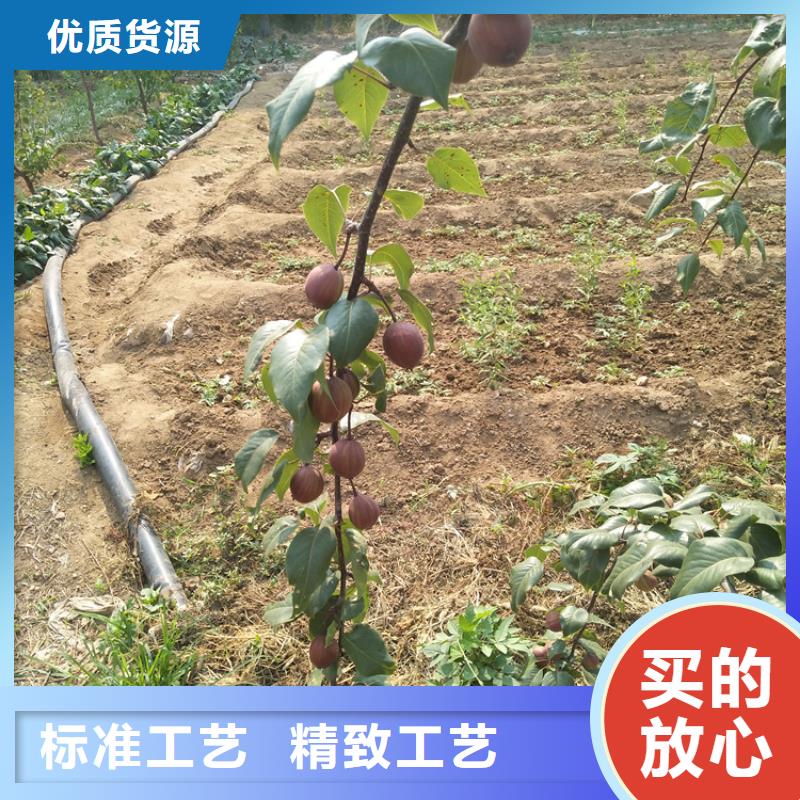 梨树梨树苗精选厂家好货同城品牌