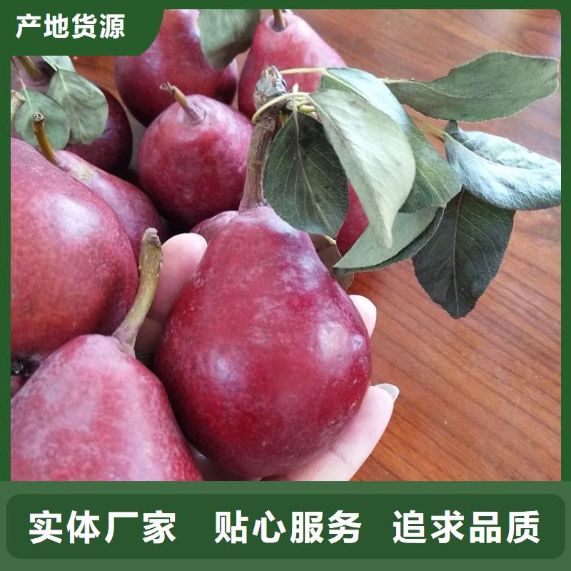梨树梨树苗快速生产当地经销商