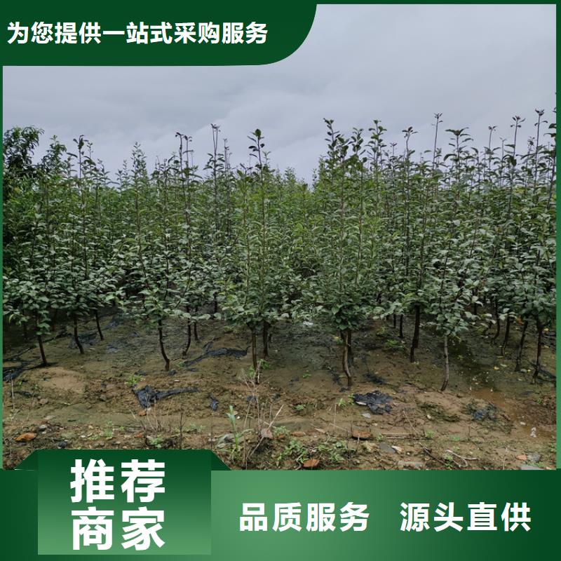 梨树石榴树适用场景库存齐全厂家直供