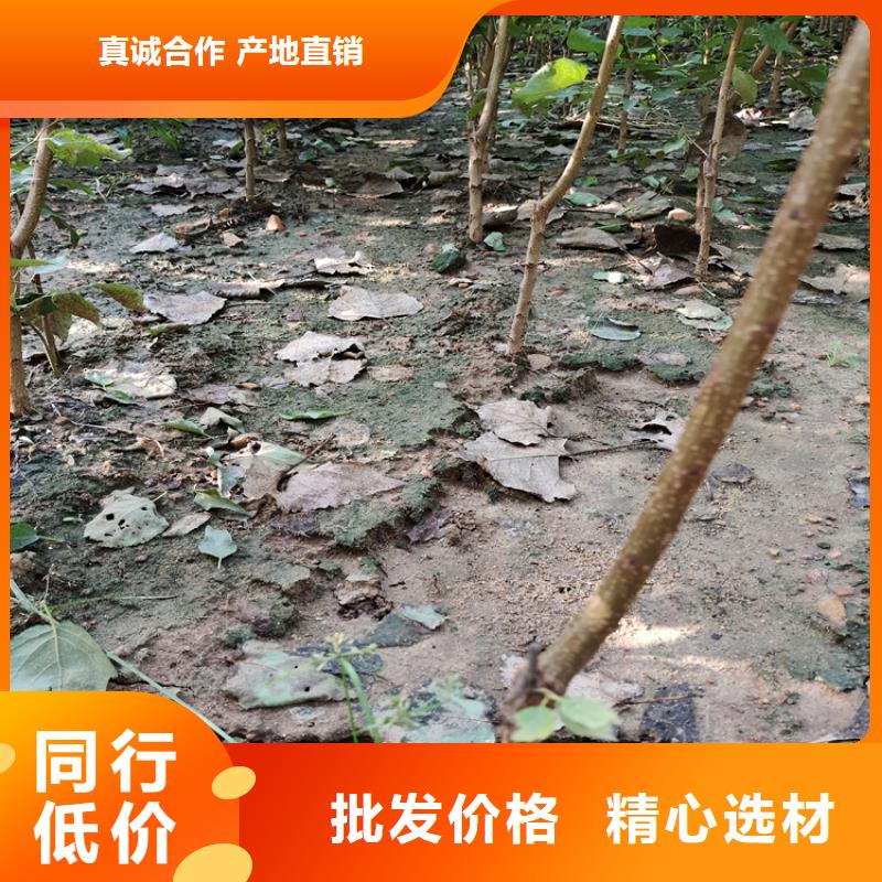 梨树蓝莓苗从厂家买售后有保障为品质而生产