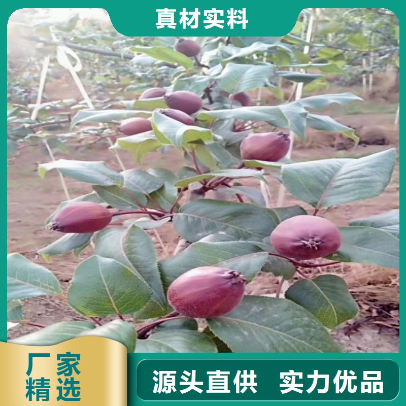 梨树,苹果苗诚信经营现货现发当地制造商