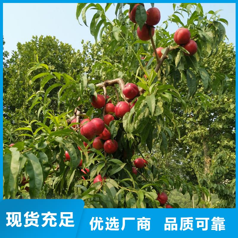 桃桃树苗现货直发本地制造商