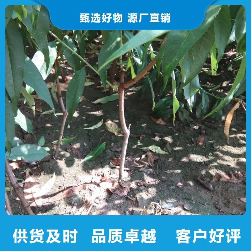 桃樱桃苗不只是质量好本地品牌