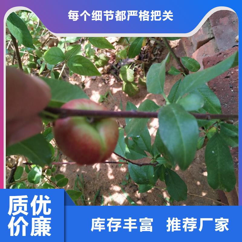 桃-樱桃苗支持大小批量采购本地厂家
