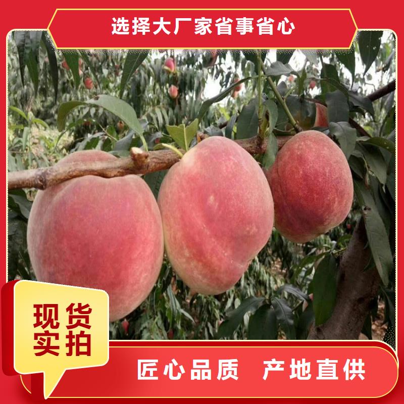 桃苹果苗支持加工定制本地公司