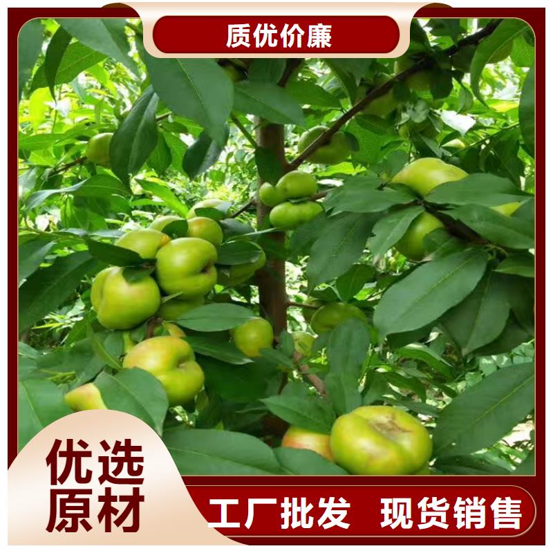 桃桃树苗质优价廉自主研发