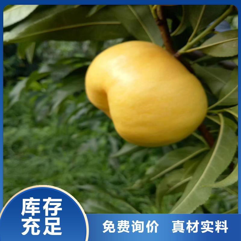 桃猕猴桃苗N年大品牌追求细节品质