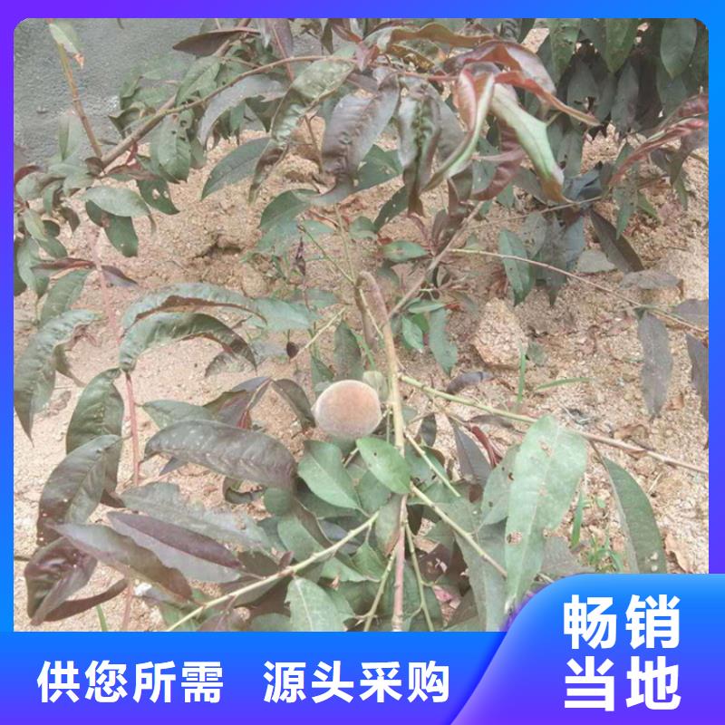 桃-苹果苗一手价格有实力有经验