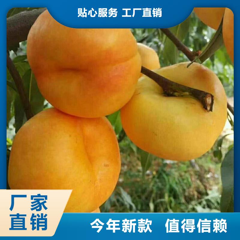 【桃无花果苗产品参数】现货销售
