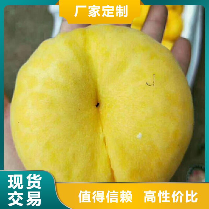桃【苹果苗】现货诚信可靠