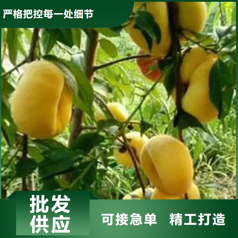 桃樱桃苗超产品在细节同城厂家