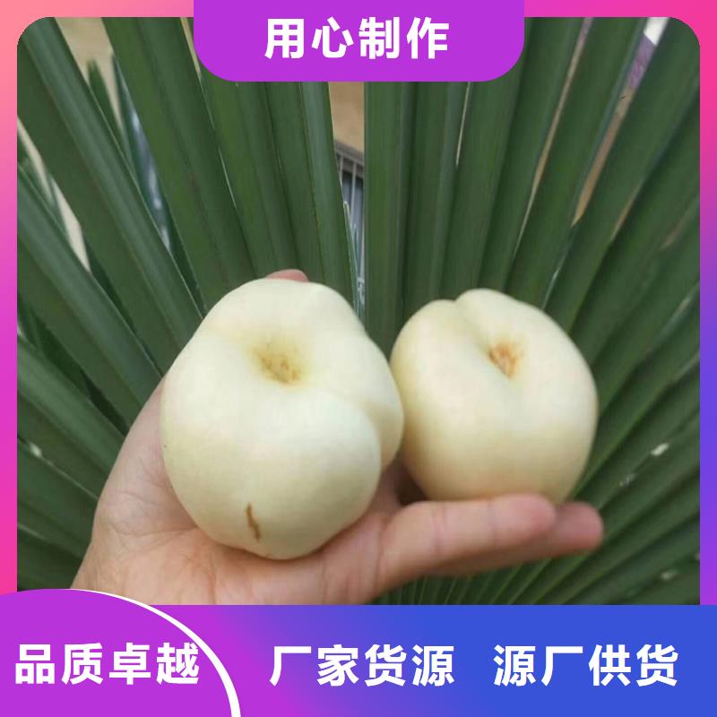 桃,【梨树苗】买的放心安兴用的舒心认准大品牌厂家