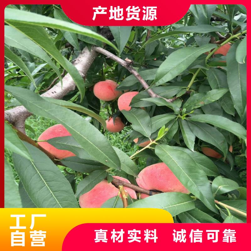 【桃】苹果苗精工制作同城公司