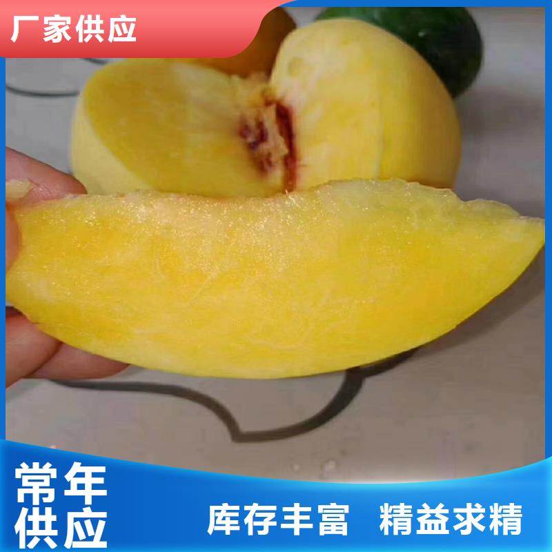 桃【樱桃苗】定制零售批发本地厂家