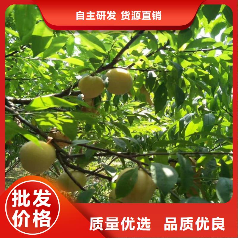 李子杏树苗精益求精本地货源