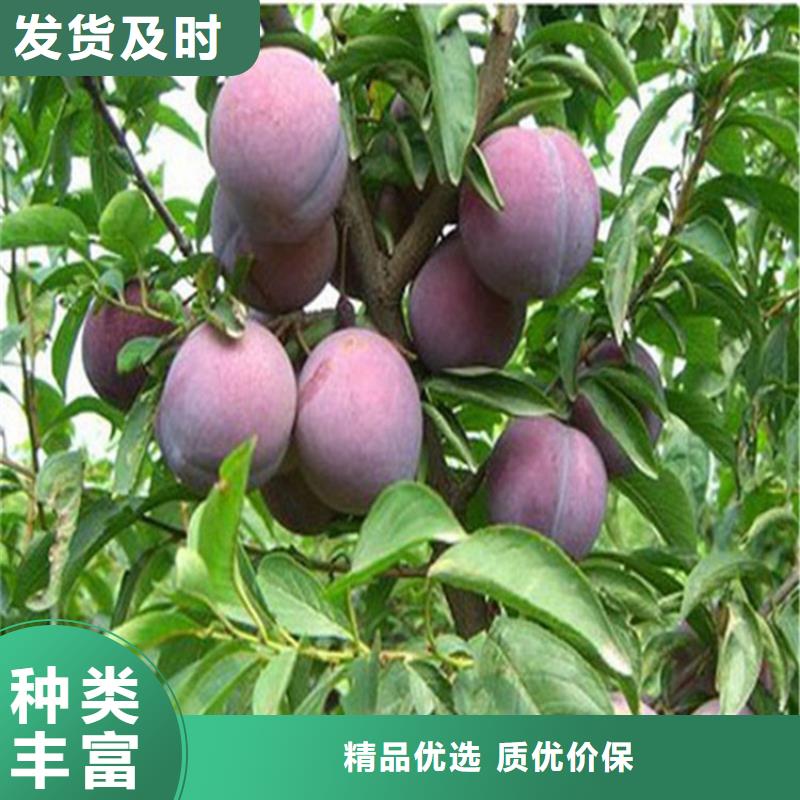 【李子嘎啦苹果精选厂家好货】当地公司