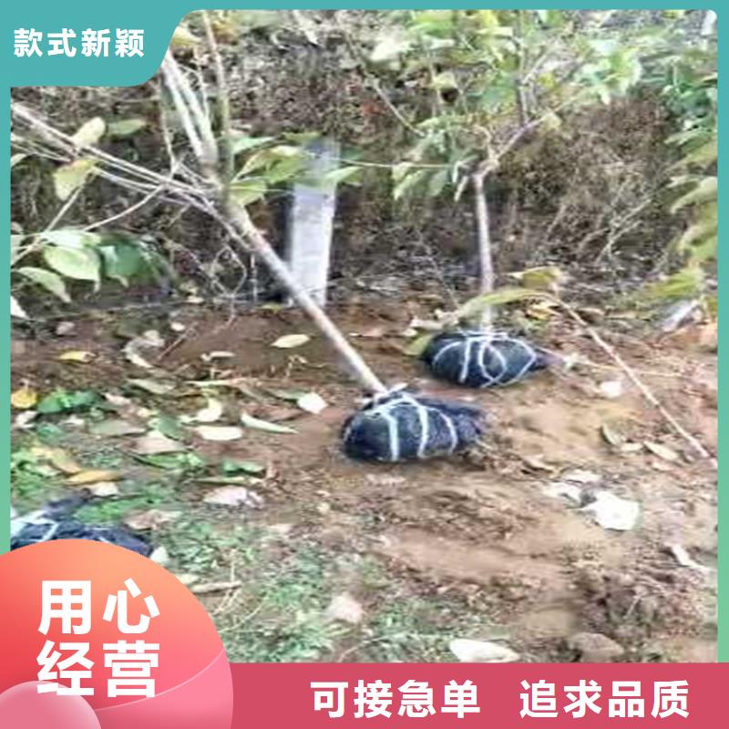 李子-猕猴桃苗免费寄样同城厂家