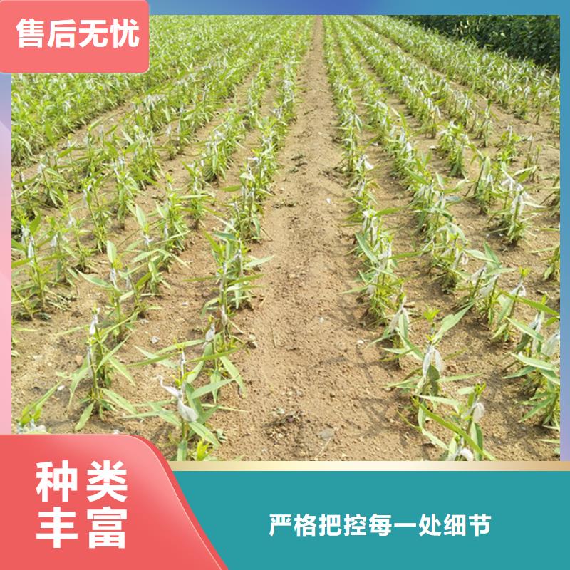 李子石榴树从源头保证品质欢迎新老客户垂询
