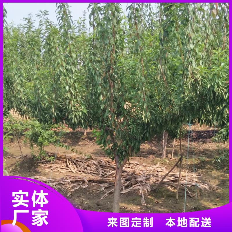 李子杏树苗供货及时资质认证