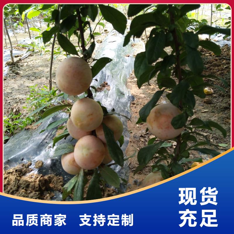 李子_樱桃苗源头厂家来图定制对质量负责
