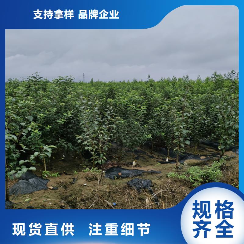 李子梨树苗品质做服务多种场景适用