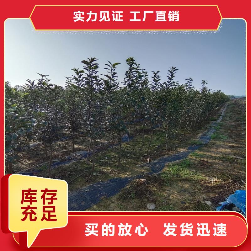 李子蓝莓苗厂家案例本地供应商