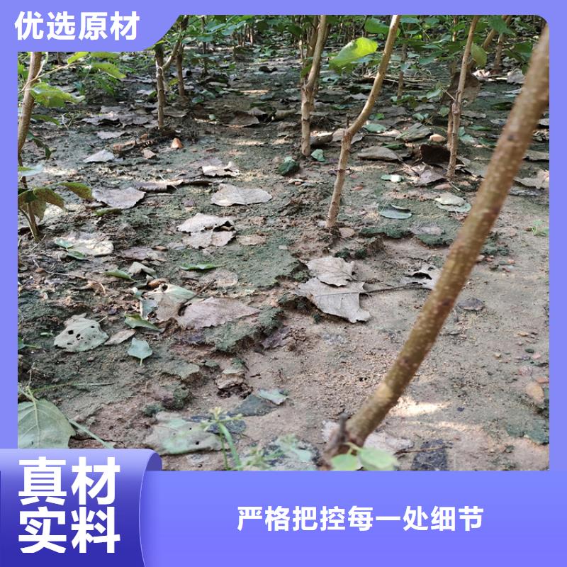 李子-桃树苗供应商同城生产商