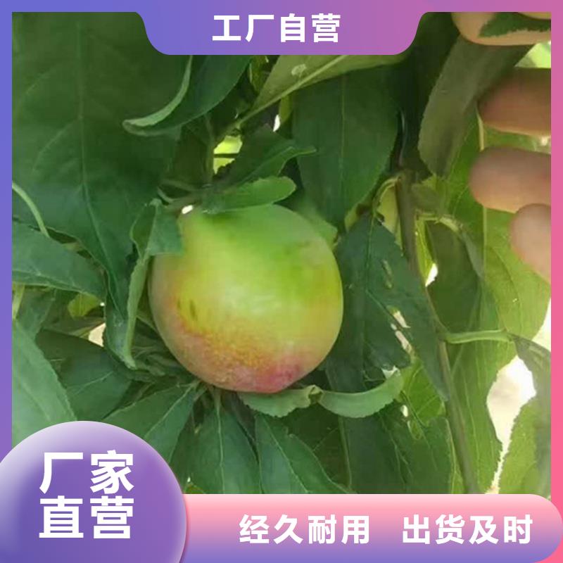 李子-樱桃苗好产品不怕比保障产品质量