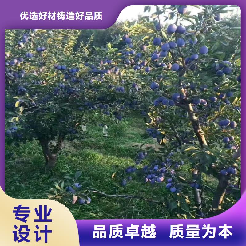 【李子苹果苗产地直销】同城品牌
