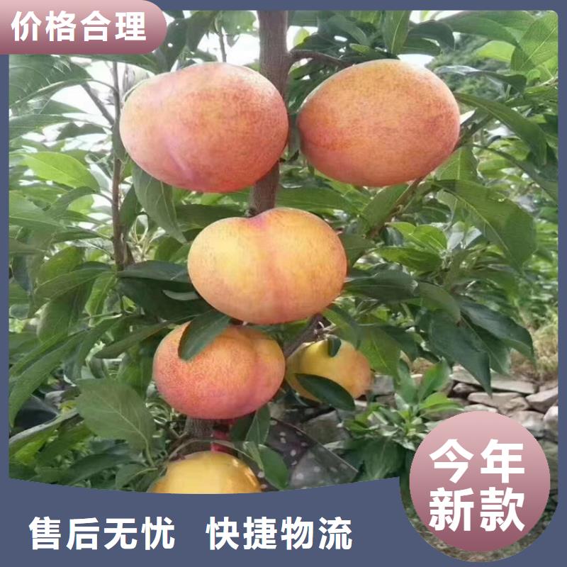李子【樱桃苗】厂家直销售后完善匠心制造