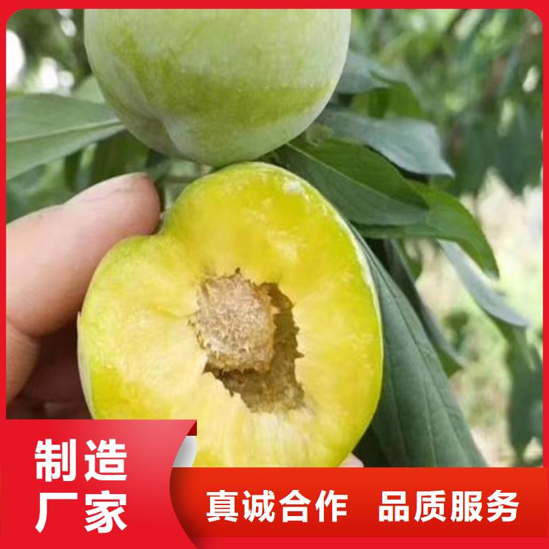 李子_【猕猴桃苗】好货有保障当地货源