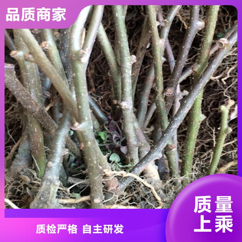 猕猴桃梨树苗售后服务完善欢迎来电询价