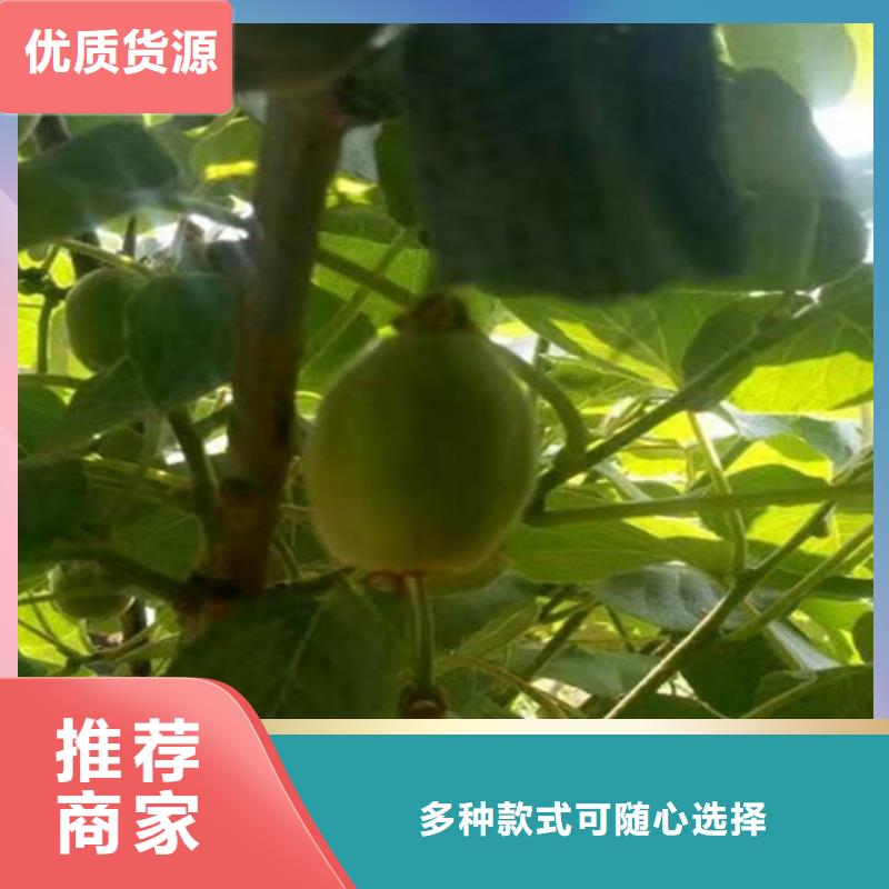 猕猴桃-樱桃苗可接急单同城货源