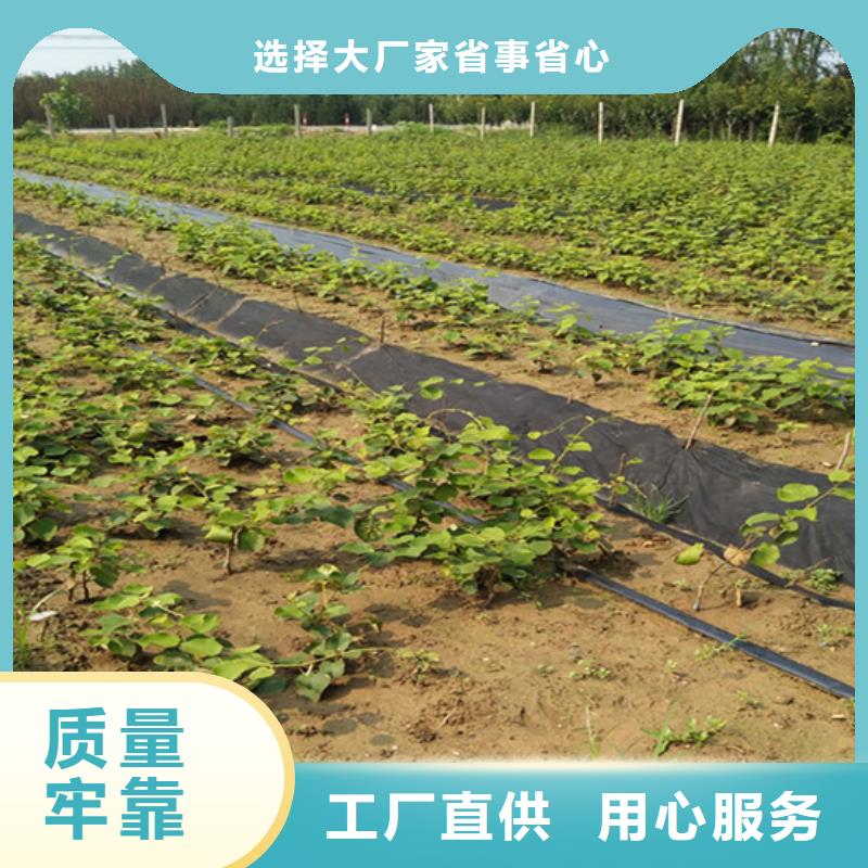 【猕猴桃-梨树苗当地厂家值得信赖】本地厂家