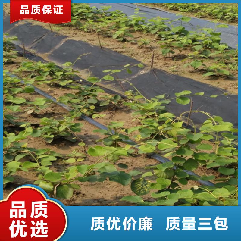 猕猴桃蓝莓苗优选厂家当地品牌