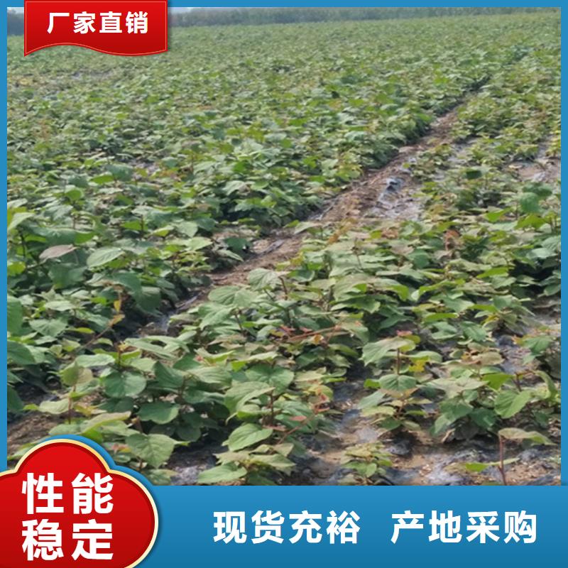 猕猴桃【蓝莓苗】敢与同行比服务当地供应商