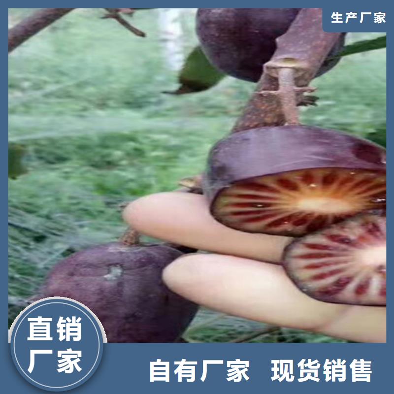 猕猴桃-樱桃苗买的放心安兴用的舒心当地厂家