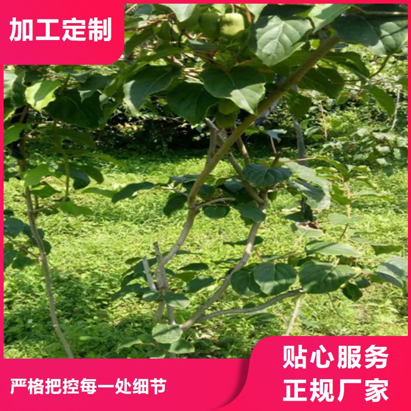 猕猴桃苹果苗精益求精本地生产商