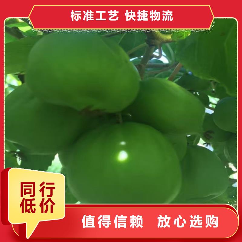 猕猴桃桃树苗源厂直销货源充足