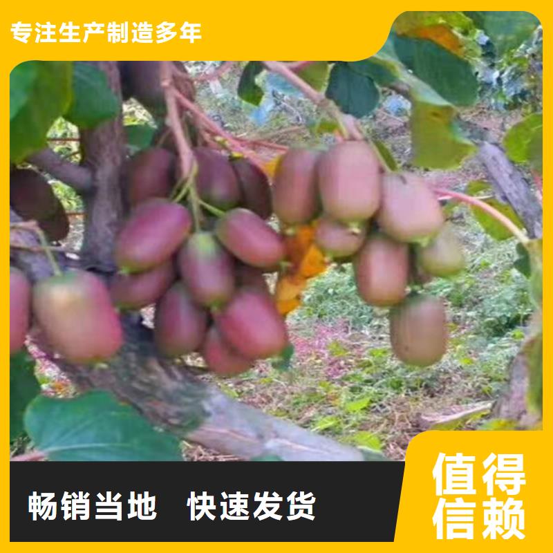 猕猴桃桃树苗今年新款同城公司